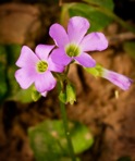 Oxalis violacea L.