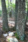 Oxydendrum arboreum (L.) DC.