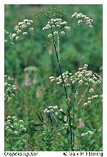 Oxypolis rigidior (L.) Raf.