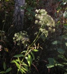 Oxypolis rigidior (L.) Raf.