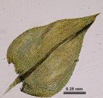 Oxyrrhynchium hians (Hedw.) Loeske