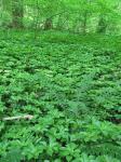 Pachysandra terminalis Sieb. & Zucc.