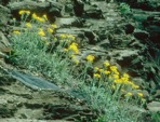 Packera antennariifolia (Britton) W.A. Weber & A. Love