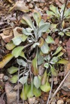 Packera antennariifolia (Britton) W.A. Weber & A. Love