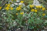 Packera millefolium (T. & G.) W.A. Weber & A. Love