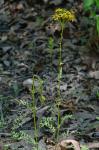 Packera millefolium (T. & G.) W.A. Weber & A. Love
