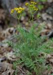 Packera millefolium (T. & G.) W.A. Weber & A. Love