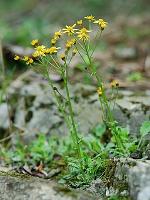 Packera obovata (Muhl. ex Willd.) W.A. Weber & A. Love