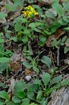 Packera obovata (Muhl. ex Willd.) W.A. Weber & A. Love