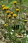 Packera obovata (Muhl. ex Willd.) W.A. Weber & A. Love