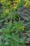 Packera obovata (Muhl. ex Willd.) W.A. Weber & A. Love