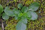 Packera obovata (Muhl. ex Willd.) W.A. Weber & A. Love