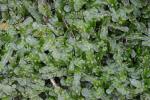 Pallavicinia lyellii (Hook.) Carruth.