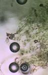 Pallavicinia lyellii (Hook.) Carruth.