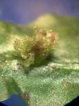 Pallavicinia lyellii (Hook.) Carruth.