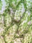 Pallavicinia lyellii (Hook.) Carruth.