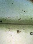 Pallavicinia lyellii (Hook.) Carruth.