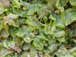 Pallavicinia lyellii (Hook.) Carruth.