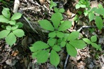 Panax quinquefolius L.