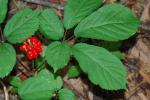 Panax quinquefolius L.