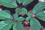 Panax quinquefolius L.