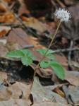 Nanopanax trifolius (L.) A. Haines