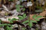 Nanopanax trifolius (L.) A. Haines