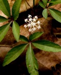 Nanopanax trifolius (L.) A. Haines