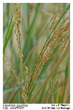 Panicum amarulum Hitchc. & Chase