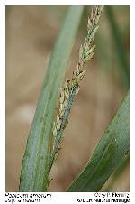 Panicum amarum Ell.