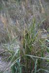 Panicum amarulum Hitchc. & Chase
