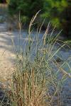 Panicum amarulum Hitchc. & Chase