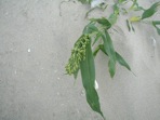 Panicum amarum Ell.