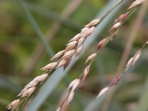 Panicum amarum Ell.