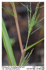 Panicum dichotomiflorum Michx. var. dichotomiflorum