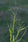 Panicum flexile (Gattinger) Scribn.
