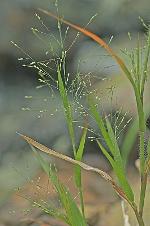 Panicum philadelphicum Bernh. ex Trin. ssp. philadelphicum