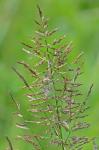 Coleataenia pulchra (F. Dietrich) Mabberley & LeBlond