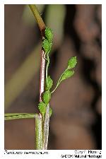 Kellochloa verrucosa (Muhl.) Lizarazu, M.V. Nicola, & Scataglini