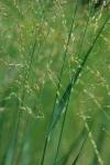 Panicum virgatum L.