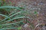 Panicum virgatum L. var. virgatum