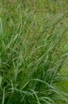 Panicum virgatum L. var. cubense Griseb.