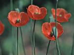 Papaver dubium L.