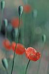 Papaver dubium L.