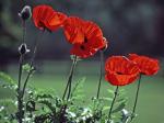 Papaver rhoeas L.