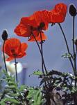 Papaver rhoeas L.