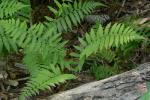 Coryphopteris simulata (Davenport) S.E. Fawcett