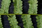 Coryphopteris simulata (Davenport) S.E. Fawcett