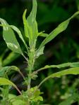 Parietaria pensylvanica Muhl. ex Willd.