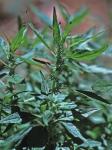 Parietaria pensylvanica Muhl. ex Willd.